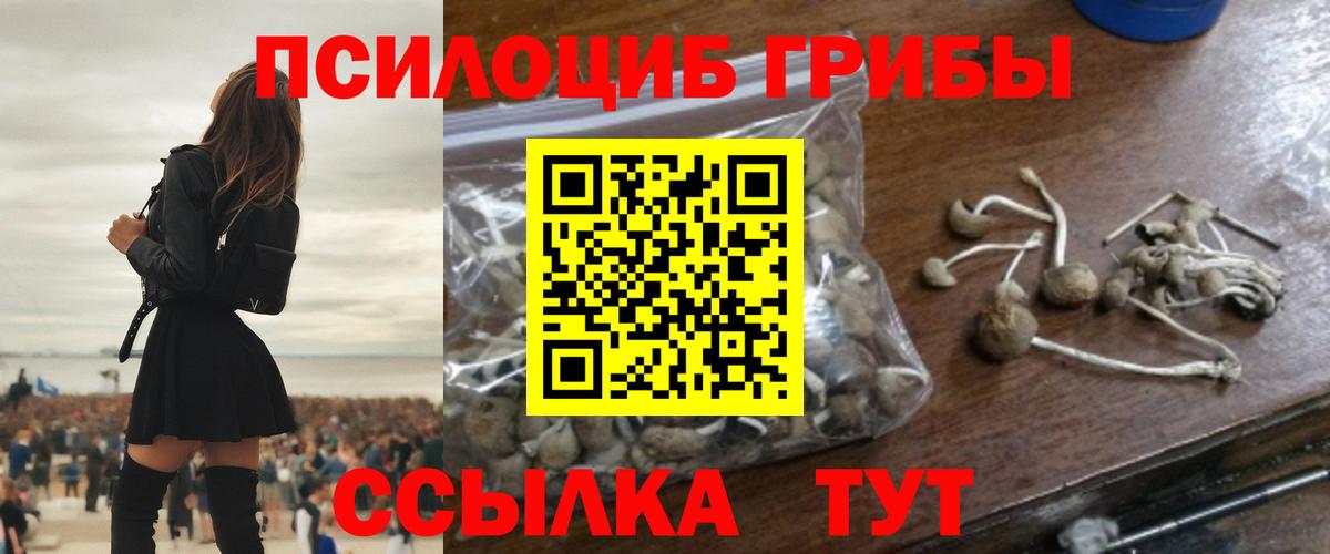 Псилоцибиновые грибы мицелий  Вход с VPN  Заводоуковск 